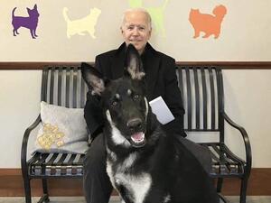 This is Biden’s dog “Major” (Twitter)