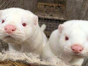 حيوان المنك