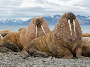 Walruses (Shutterstock)