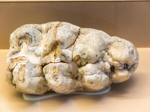 The remains belong to a tusked mammal (Proboscidea) that lived about nine million years before our time and two different animals. (Shutterstock/ File Photo)