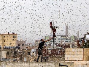 Locusts over Sana (AFP File Photo)
