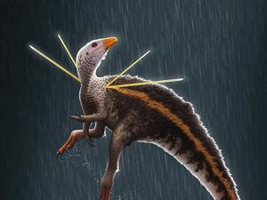 Dancing chicken-sized dinosaur (Twitter)