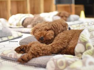 Puppy Spring  (Twitter)