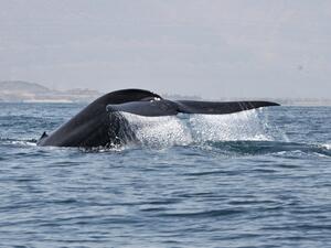New Population of Blue Whales discovered in the Western Indian Ocean
