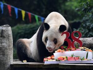 Xin Xing died at 1.25pm on December 8, the Chongqing Zoo said in a statement. It added that a post-mortem examination showed that the elderly panda had died of multiple organ failure. (AFP/File)