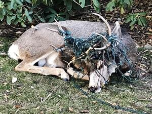 Wildlife officials in Colorado came to the assistance of a deer found with its antlers and face tangled in a large string of holiday lights. (Twitter)