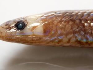 Levitonius mirus, also known as the Waray dwarf burrowing snake (Twitter)