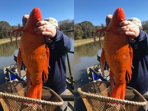 The unusually large goldfish was found swimming in Oak Grove Lake Park in Greenville. (Facebook)