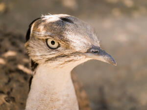 Asian Houbara   (Shutterstock)	