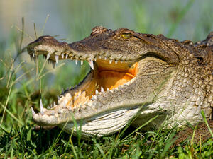 (Shutterstock/ File Photo)