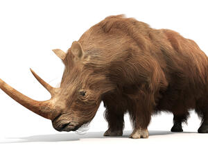 An illustration of the extinct Woolly Rhinoceros  (Shutterstock)	