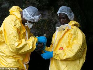 The professor said that he thinks future pandemics could be worse than Covid-19 and could be more apocalyptic (pictured: Researchers collect samples from a bat in Gabon). (AFP)