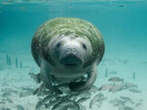 خروف البحر-Manatee