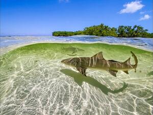 Lemon sharks swim in the shallow waters by the mangrove forests of Bimini, Bahamas. From the ‘Oceans’ episode of ‘A Perfect Planet.’ (© Ed Charles / Silverback Films 2018)