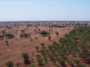 A rush for the 2030 target could leave the majority of planned trees dead after less than half a decade /AFP