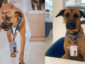 Hyundai dealership in Brazil has adopted and given a stray dog a new job title. (Instagram)