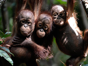 Borneo has lost more than 100,000 orangutans in the last 16 years – about half of the critically endangered species native to the island. Bay Ismoyo /AFP/Getty Images