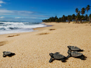 (Shutterstock/ File Photo)