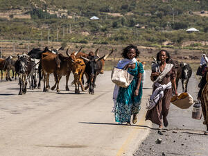 Ethiopian people with zebu cows on the road from Lalibela to Gheralta, Tigray in Northern Ethiopia, Africa (Shutterstock)	
