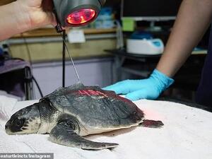 Rehab staff conducting laser therapy on a juvenile Kemp's ridley sea turtle patient. (Instagram)