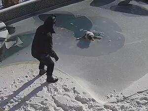 Moments later the dog plunged into the frigid water after the surface ice gave way. (Video Screenshot)