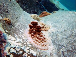 موانئ أبوظبي تطلق مشروع طموح لنقل وإعادة توطين مئات الشعاب المرجانية في ميناء خليفة بالتعاون مع هيئة البيئة أبوظبي 