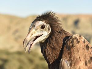 Disney Conservation Fund Helps Environment Society of Oman Support Endangered Vultures and the Habitats They Need To Thrive