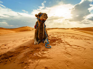 (Shutterstock/ File Photo)