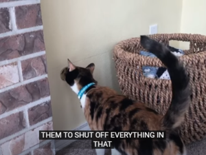 hero cat alerts the humans in the house to a gas leak (Screenshot)