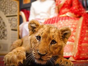 Sedated Lion cub Used for photographing a wedding