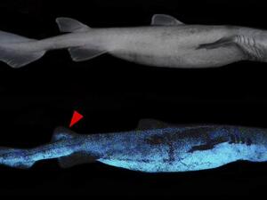 A glowing shark