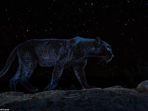 The Black Leopard of Kenya