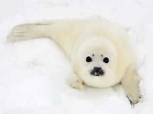 Baby harp seal pup on ice of the White Sea