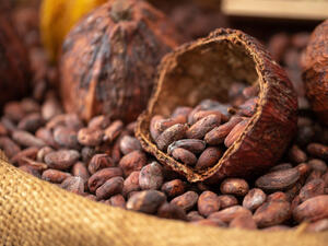 Cocoa chemicals boosts memory