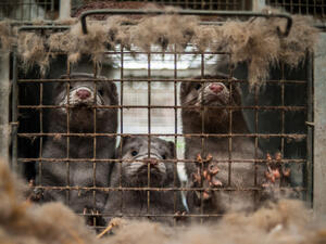 Caged mink from farm