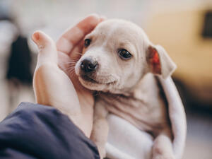 stray dogs get shelter in Indonesia