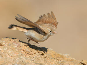 Bar-tailed Lark 