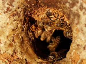 A Turkish company set a Guinness World Record for the world's most expensive honey