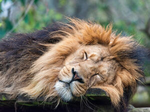 Six lions dead in the Uganda National Park