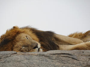 Four arrested for six lions killed