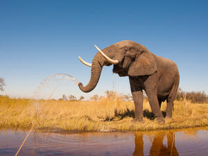 Elephants love water!