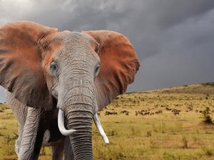 Elephant in National park of Kenya, Africa