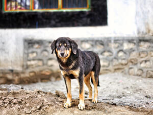 The girl screamed as she was attacked by stray dogs 