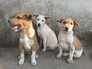 Istanbul through the eyes of stray dogs
