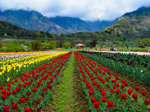 Asia’s largest tulip garden is now open to the public.