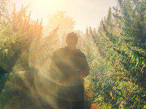 Silhouette of a man on a cannabis plantation in sunlight