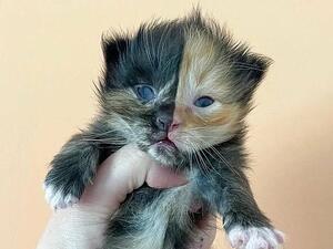 Orphaned kitten was named Apricot