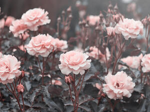 Pink roses in the garden of pink roses