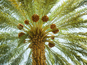 Palm trees once a stable diet in Arabia 