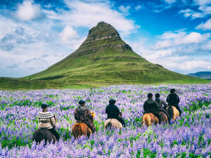 Tourist ride horse at Kirkjufell mountain landscape and waterfall in Iceland summer